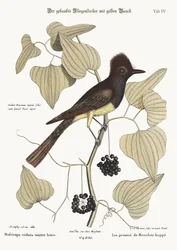 The crested Flycatcher, 1749-73